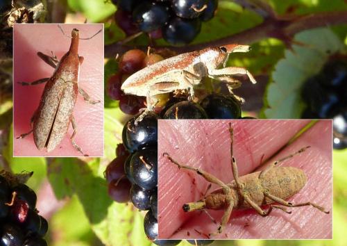 Lixus sp.